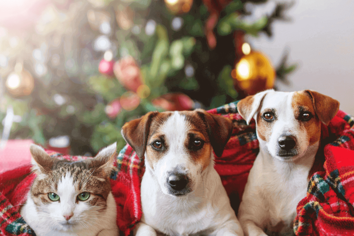 cosa regalare a un cane per Natale