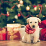 cosa regalare a un cane per Natale|cosa regalare a un cane per Natale|cosa regalare a un cane per Natale|cosa regalare a un cane per Natale|cosa regalare a un cane per Natale|cosa regalare a un cane per Natale