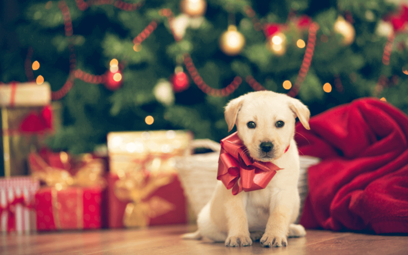 cosa regalare a un cane per Natale|cosa regalare a un cane per Natale|cosa regalare a un cane per Natale|cosa regalare a un cane per Natale|cosa regalare a un cane per Natale|cosa regalare a un cane per Natale