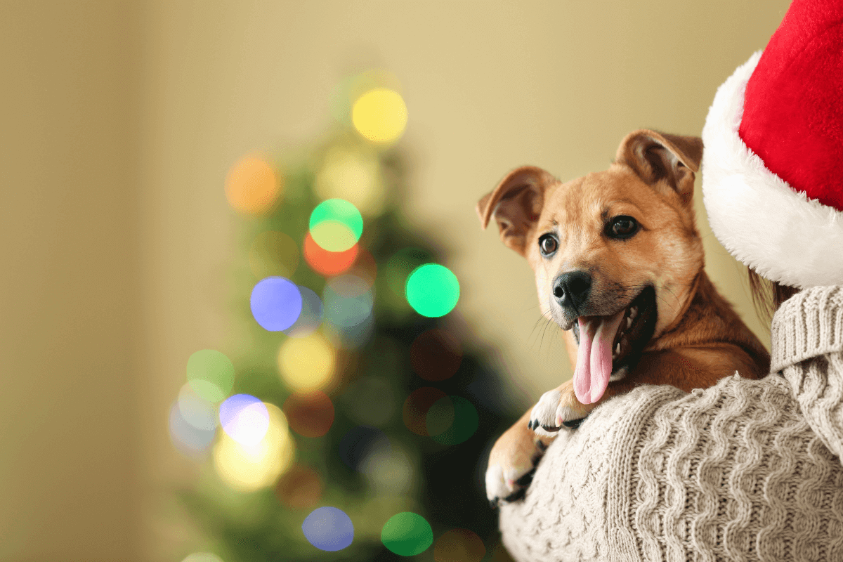 cosa regalare a un cane per Natale