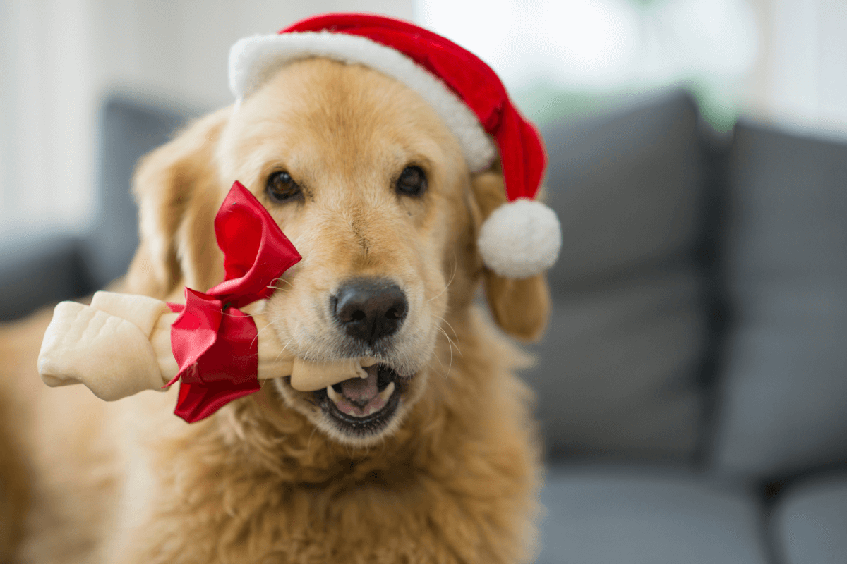 cosa regalare a un cane per Natale