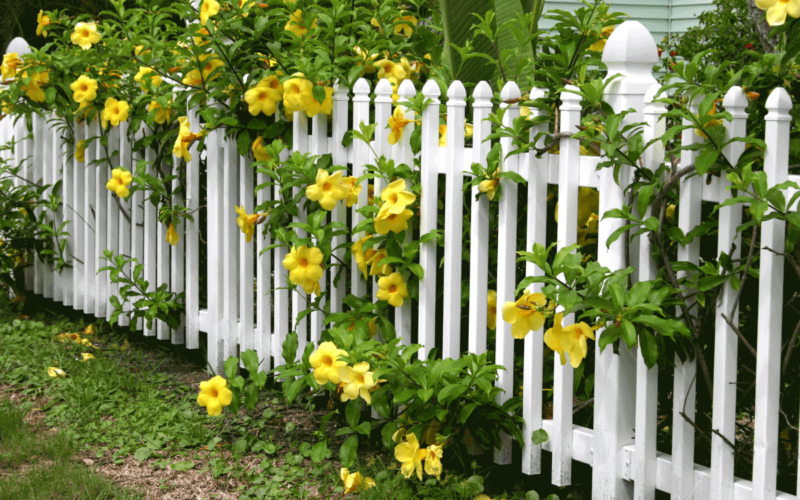 Quali sono le migliori recinzioni da giardino