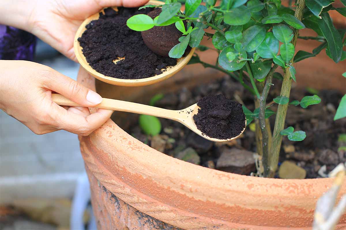 riutilizzare fondi e capsule del caffè