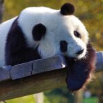 Il 16 marzo è la Giornata mondiale del panda|