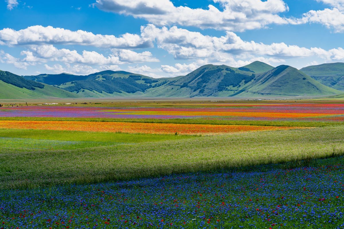 Il periodo ideale per la fioritura di Castelluccio di Norcia