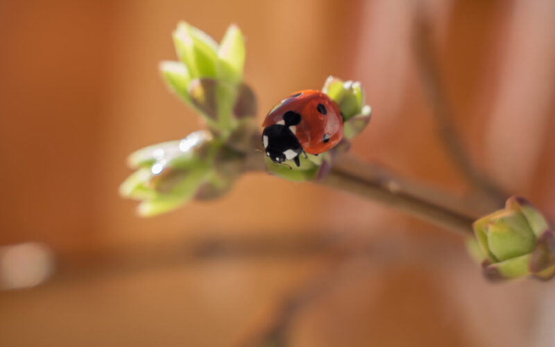 Perché in inverno ci sono più insetti in casa?