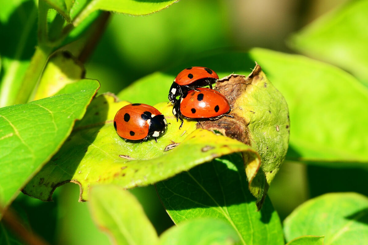 insetti simili a coccinelle in casa