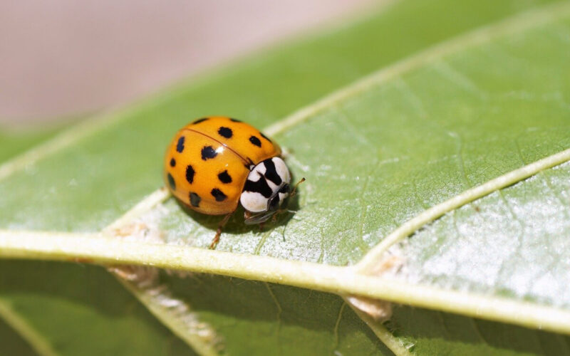 insetti simili a coccinelle in casa|insetti simili a coccinelle in casa|insetti simili a coccinelle in casa|insetti simili a coccinelle in casa