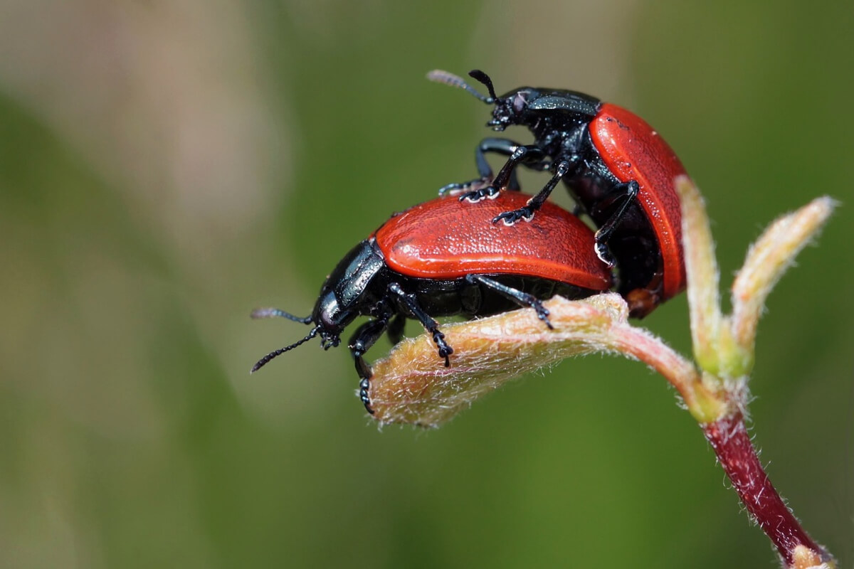 insetti simili a coccinelle in casa