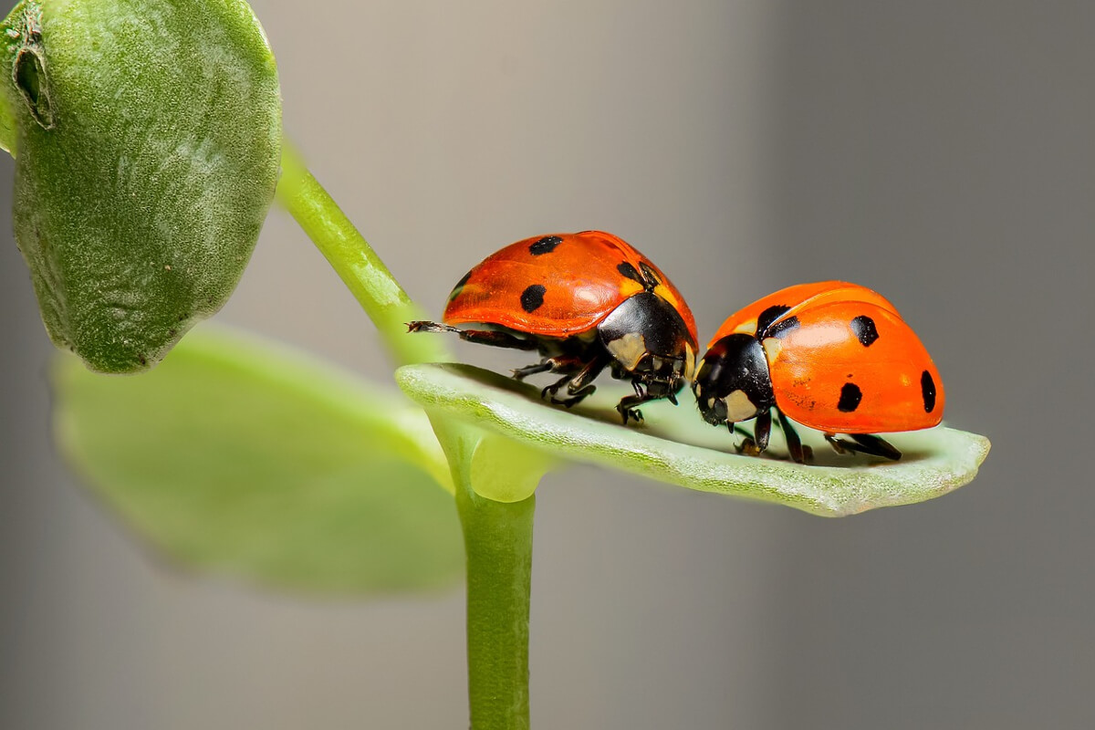 insetti simili a coccinelle in casa