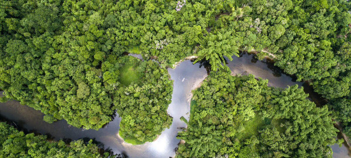 L’Amazzonia rischia di sparire - cause e conseguenze