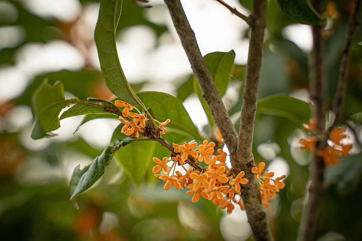 L'Osmanto odoroso per profumare il giardino in autunno