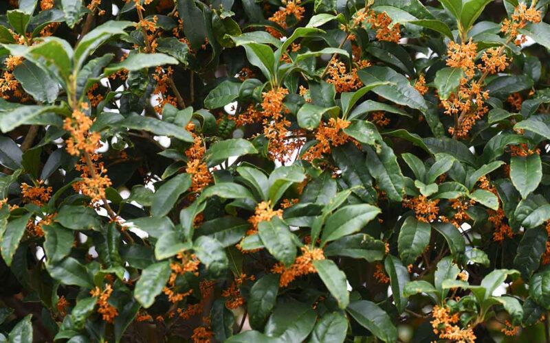 L'Osmanto odoroso per profumare il giardino in autunno|L'Osmanto odoroso per profumare il giardino in autunno