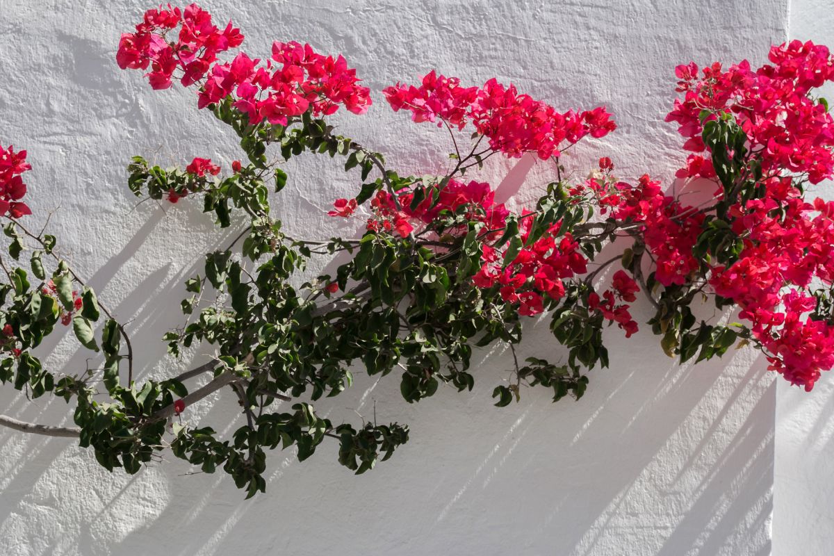 La Bouganville sul balcone: un tocco di design senza sforzo