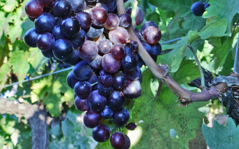 produzione vino e crisi climatica|produzione vino e crisi climatica|produzione vino e crisi climatica|produzione vino e crisi climatica