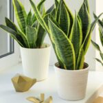 |sanseveria|Piante domestiche. Storia botanica delle nostre case|sanseveria|sanseveria|sanseveria