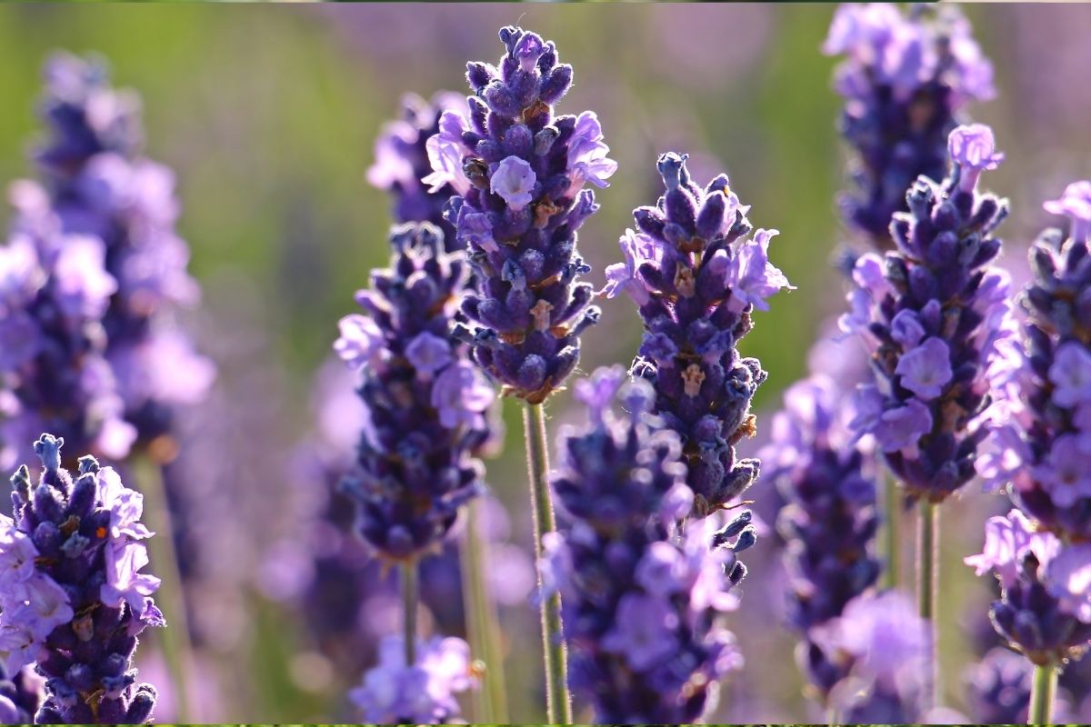 Lavanda