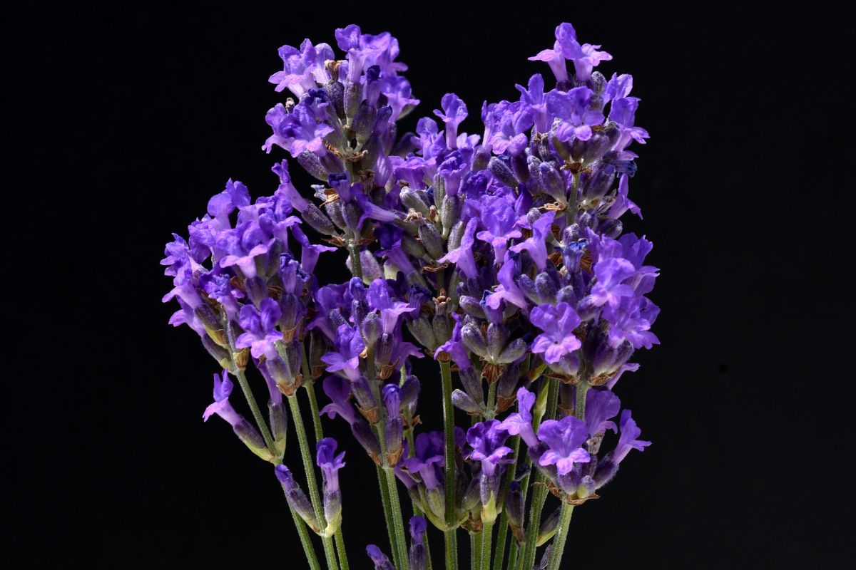 Lavanda angustifolia