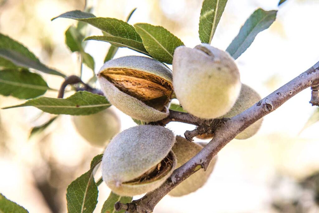 Le iniziative sostenibili nel mondo la sostenibilità alimentare e le proprietà benefiche delle mandorle