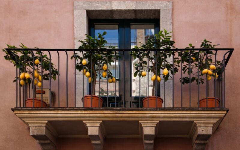 Quali sono gli alberi da balcone perfetti per il terrazzo?