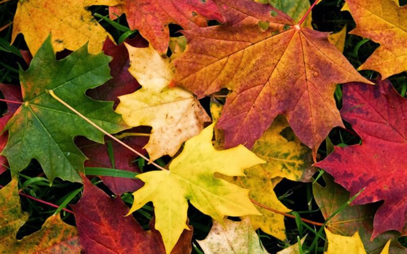 Foglie autunnali, rami e terra. Quando arte e natura si fondono