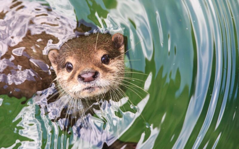 Giornata mondiale della lontra: storia, caratteristiche e azioni di conservazione