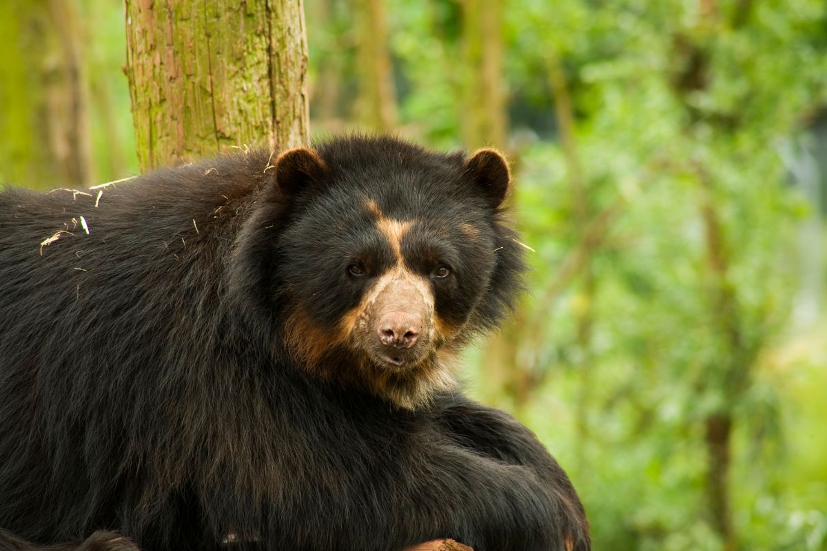 L'orso dagli occhiali