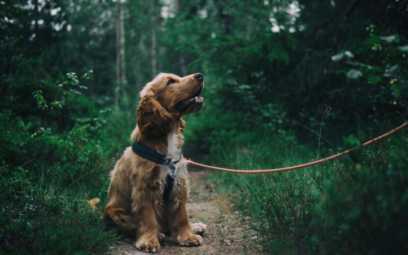 Mangiare carne di cane sta per diventare finalmente illegale, l’annuncio della Corea del Sud