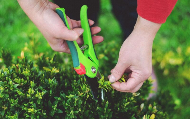 Manutenzione del verde nei mesi più freddi: come prepararlo e preservarlo