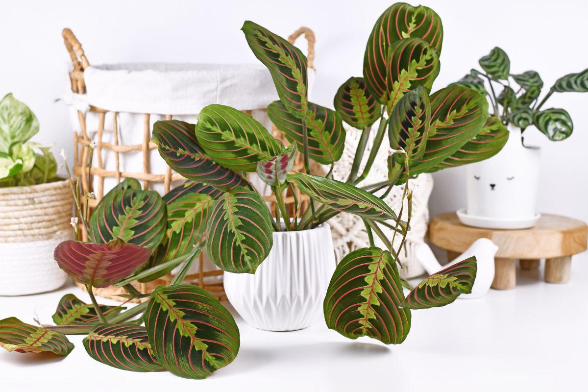 Maranta