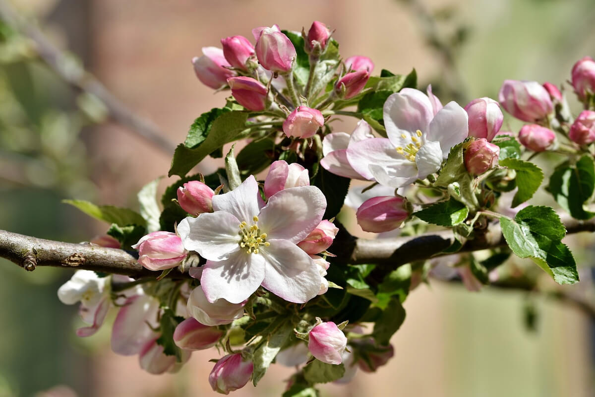 melo in fiore