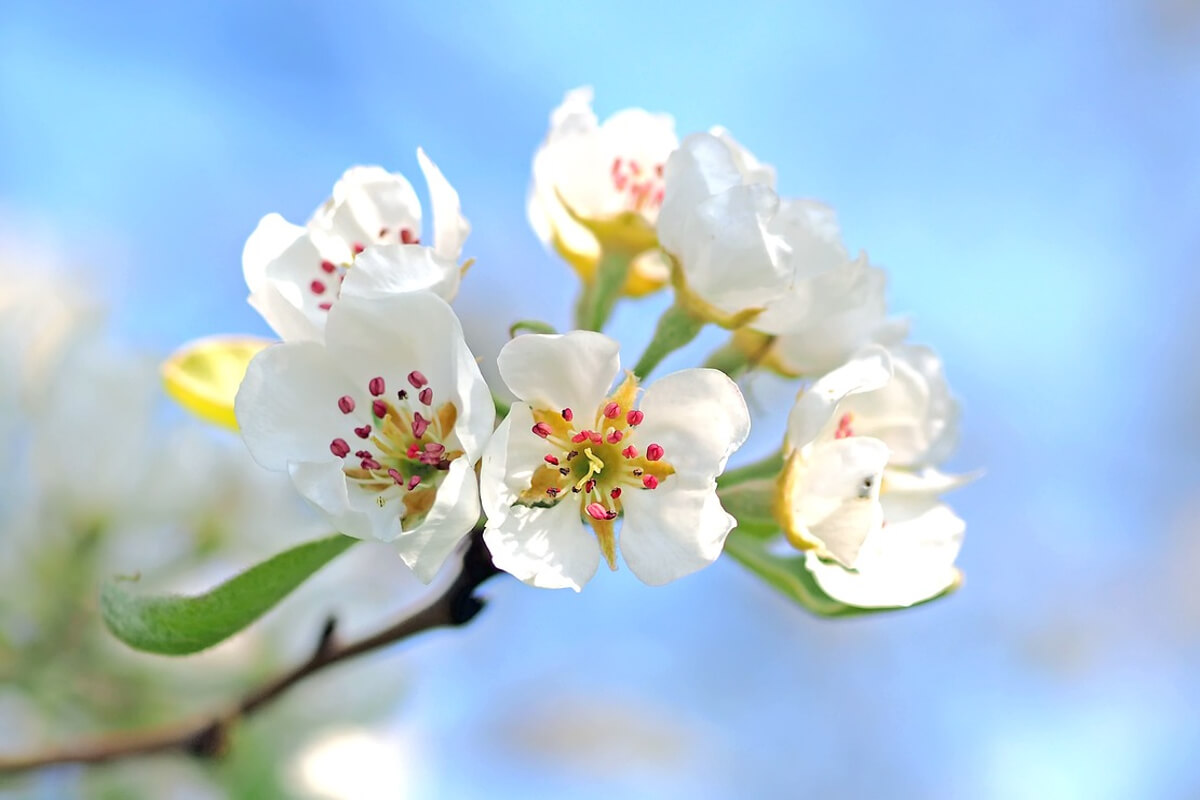 melo in fiore