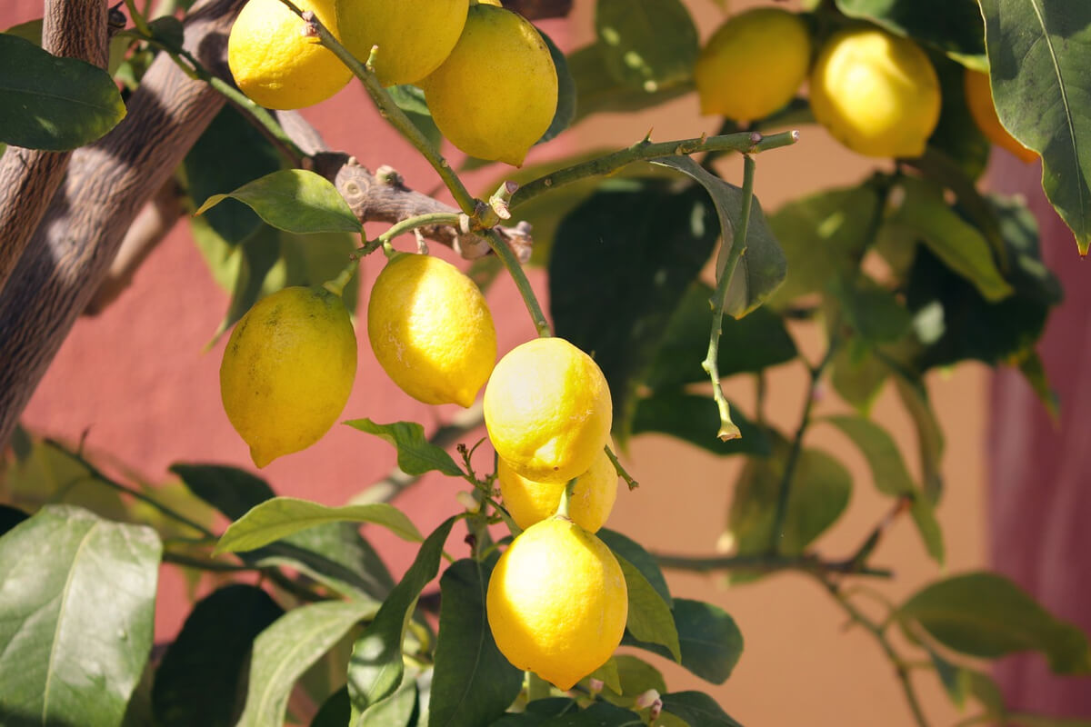 Dove si trovano i migliori limoni in Italia?