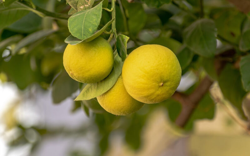 Dove si trovano i migliori limoni in Italia?|Dove si trovano i migliori limoni in Italia?