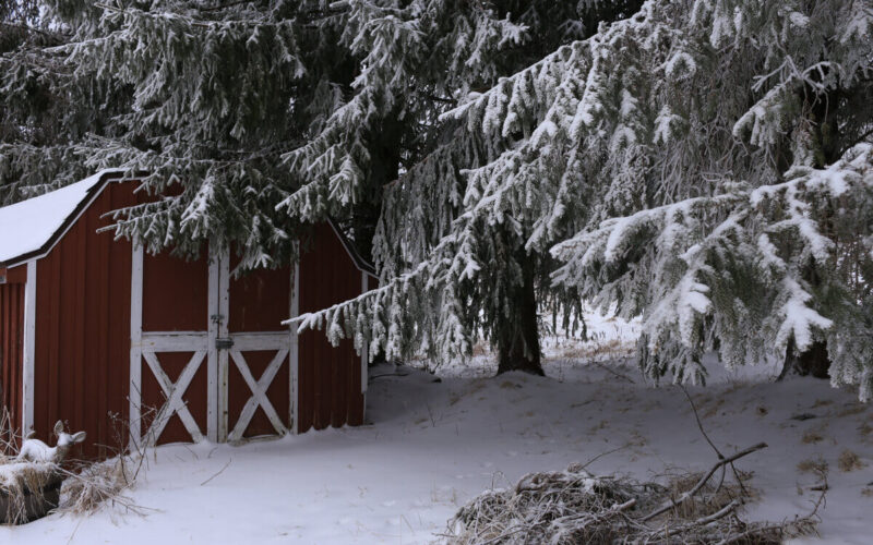 Neve in giardino|Neve in giardino