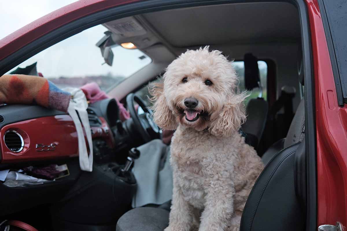 Normativa per trasporto cani in auto