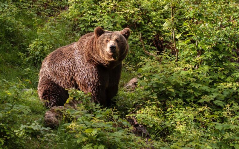 L’orsa JJ4, ribattezzata Gaia, è innocente: scagionata dalla perizia veterinaria