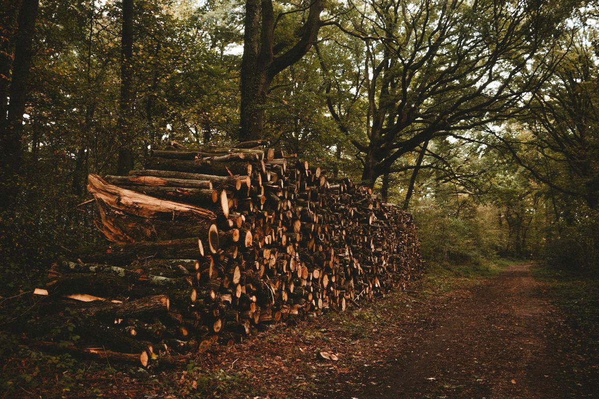 Ogni anno vengono abbattuti circa 15 miliardi di alberi per la casa