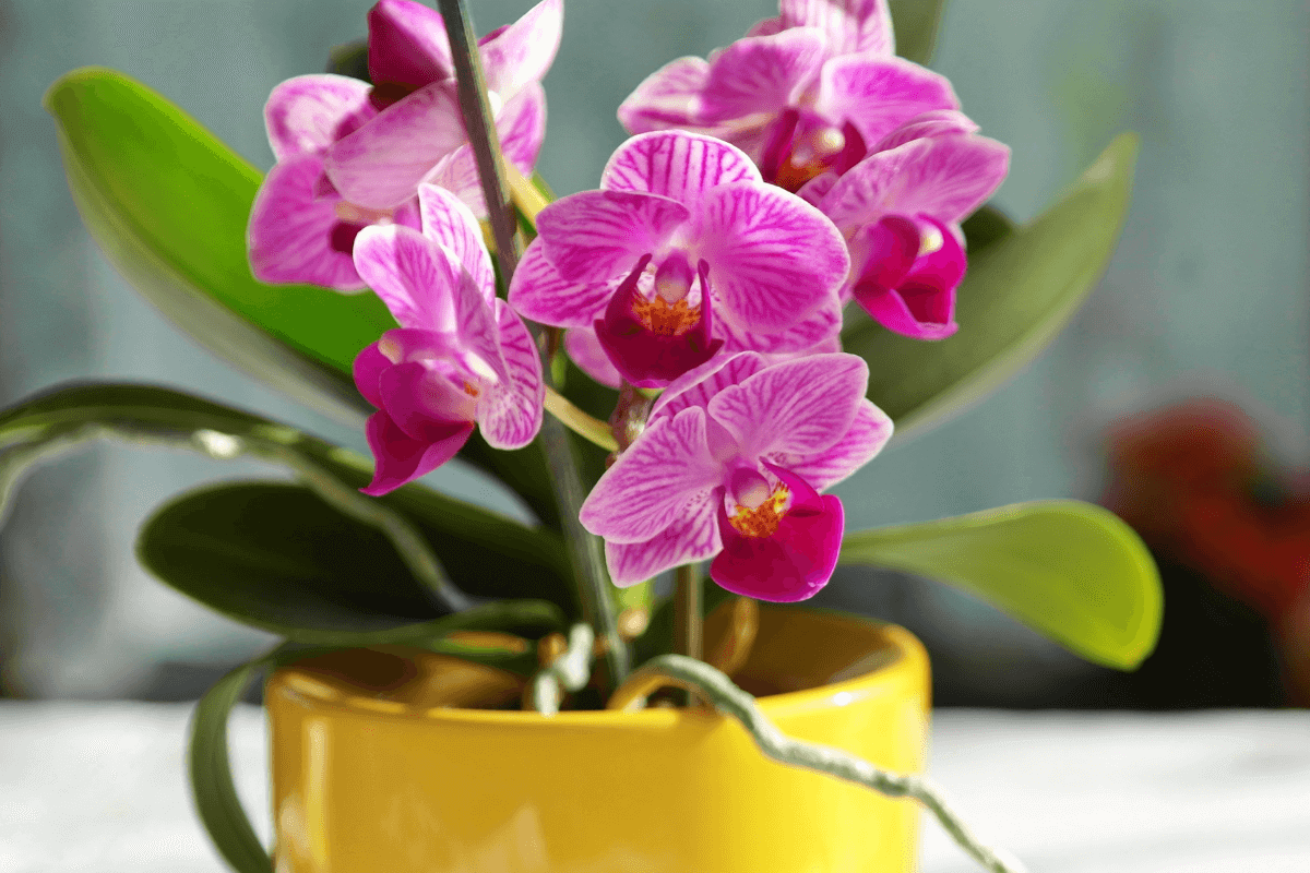 orchidea rara