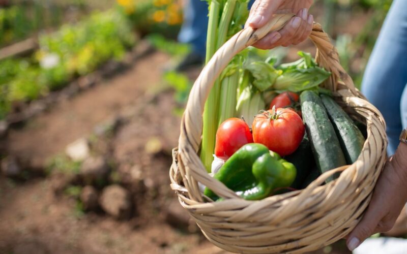 La dieta Mediterranea vince la sfida mondiale delle diete 2024