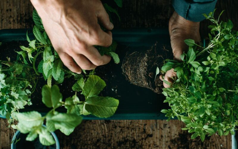 Alla scoperta delle foreste alimentari e della loro importanza per la biodiversità