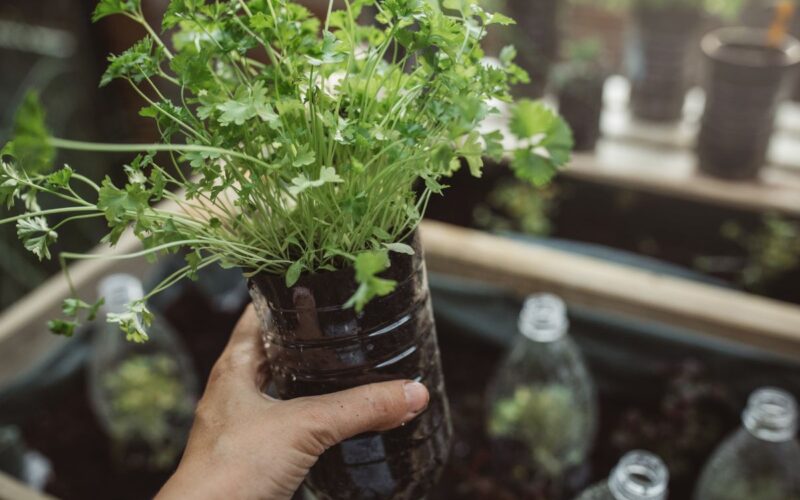 Orto in bottiglia|Nature Restoration Law|Orto in bottiglia|Orto in bottiglia|Orto in bottiglia|Giardino verticale