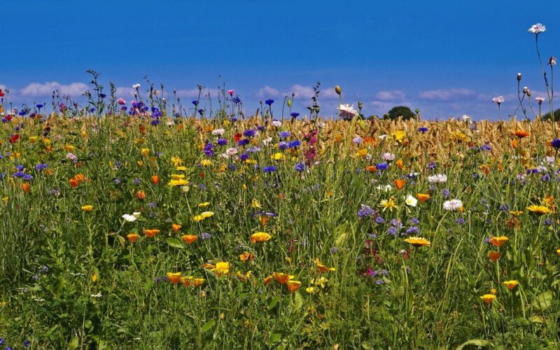 Viaggio tra le regioni italiane con i treni storici ad Agri e Slow Travel Expo