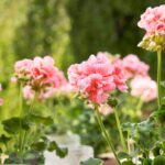 Pelargonium for Europe|Pelargonium for Europe|Pelargonium for Europe|Pelargonium for Europe|Pelargonium for Europe