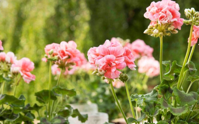 Il geranio, regalo perfetto per la mamma: le idee di Pelargonium for Europe