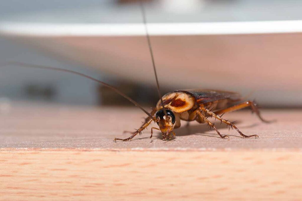 Perché in casa ci sono gli scarafaggi