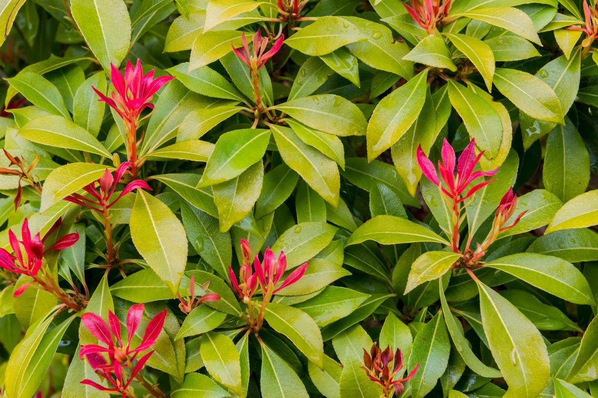 Photinia fraseri