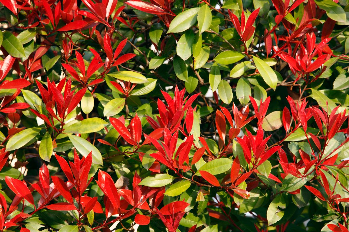 Photinia glabra