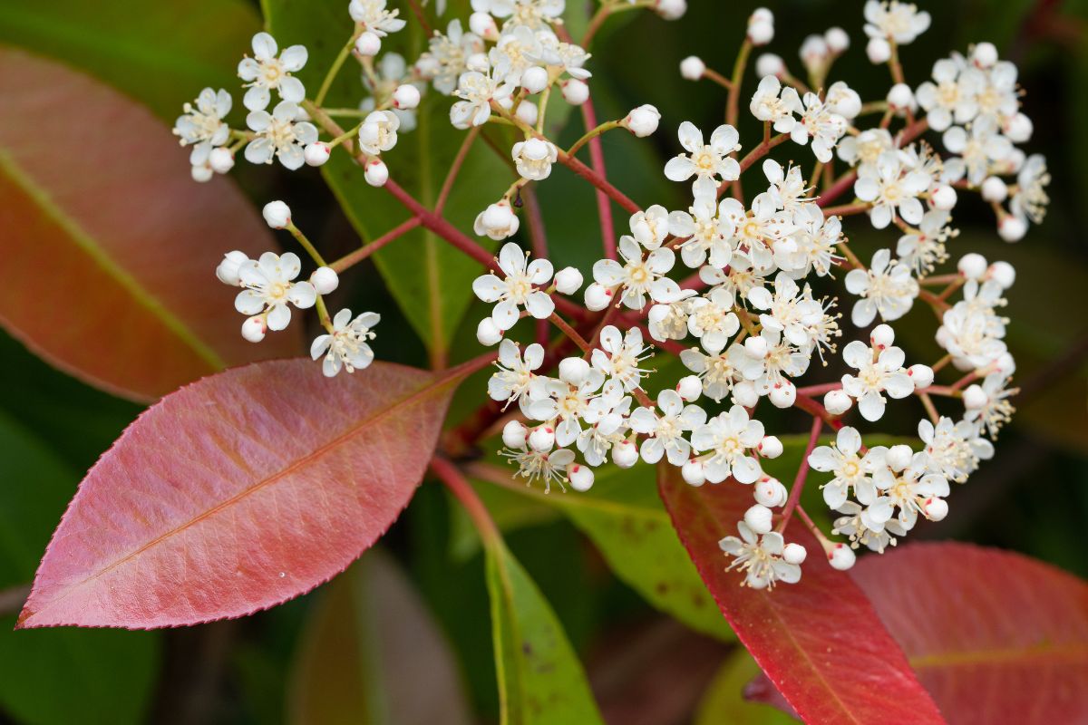 Photinia - piante sempreverdi da terrazzo