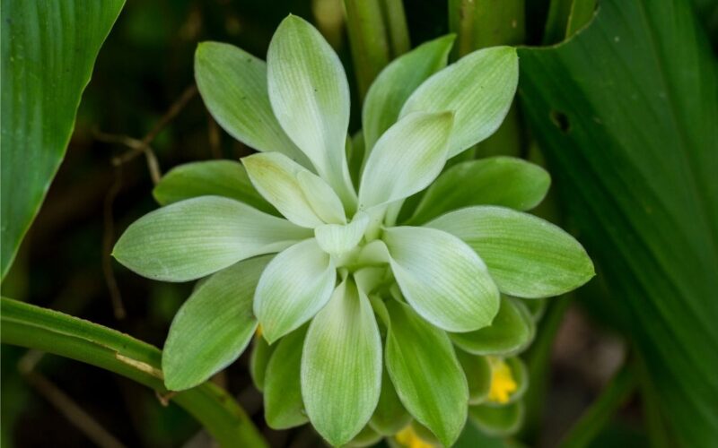 Pianta di curcuma: coltivazione e benefici